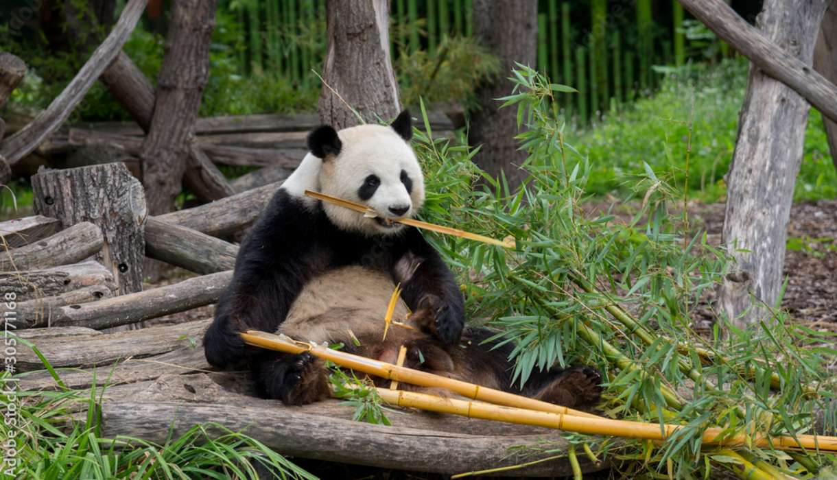 Panda w Berlińskim ZOO puzzle online