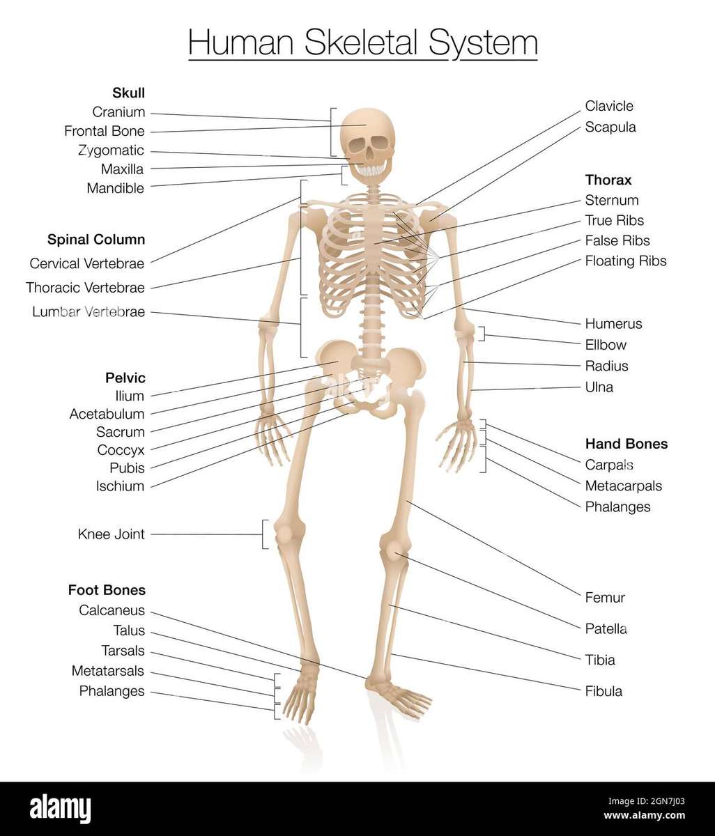 Puzzle anatomii szkieletu puzzle online