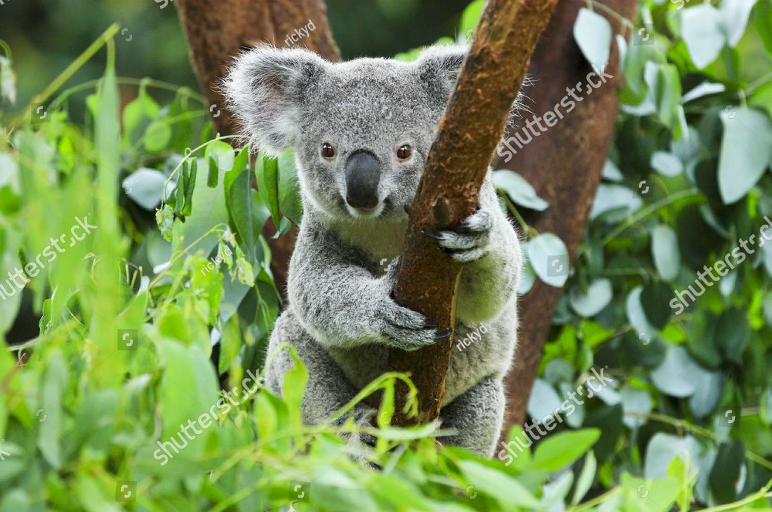 Miś Koala w ZOO puzzle online