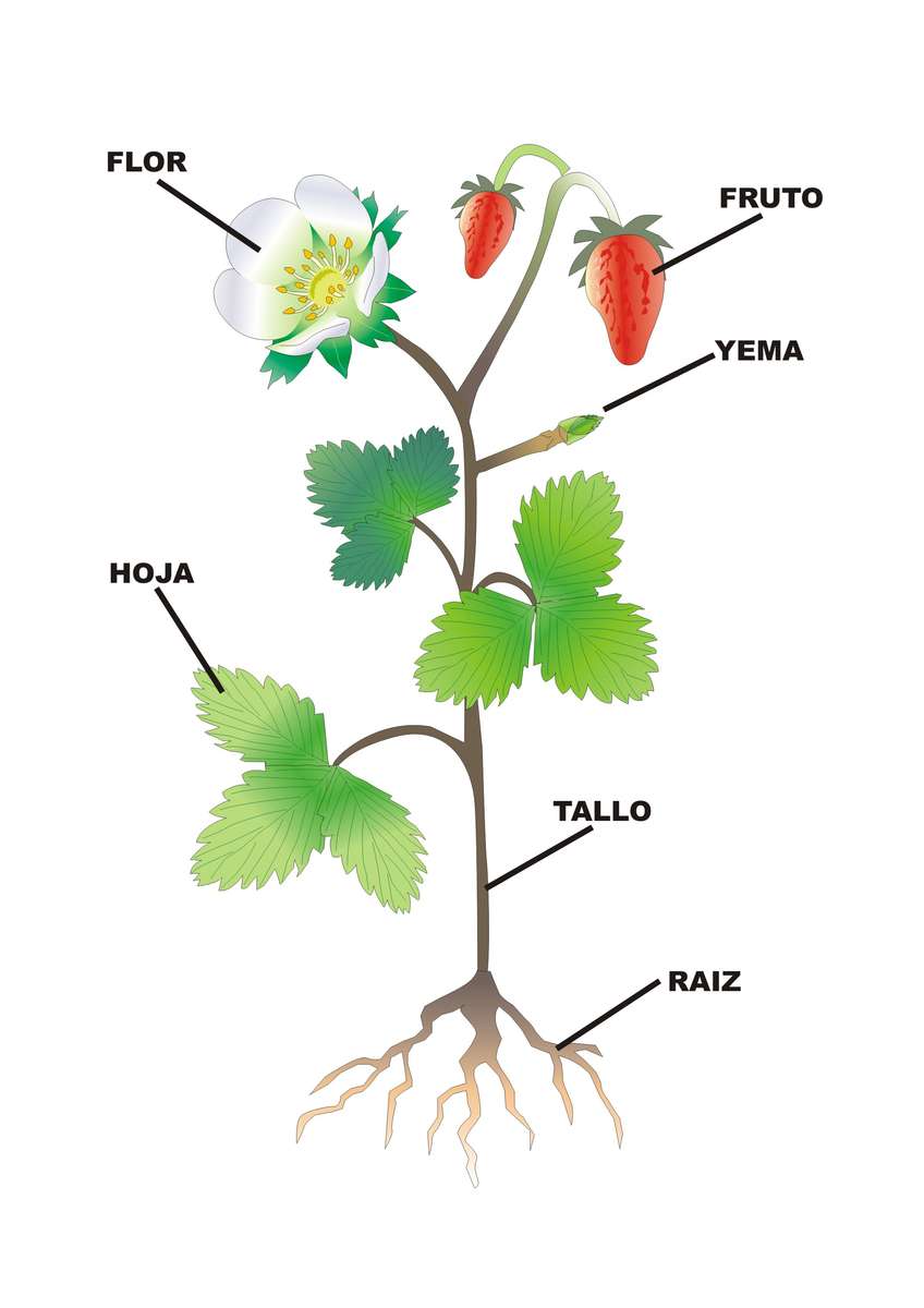Części roślin str. 1 puzzle online