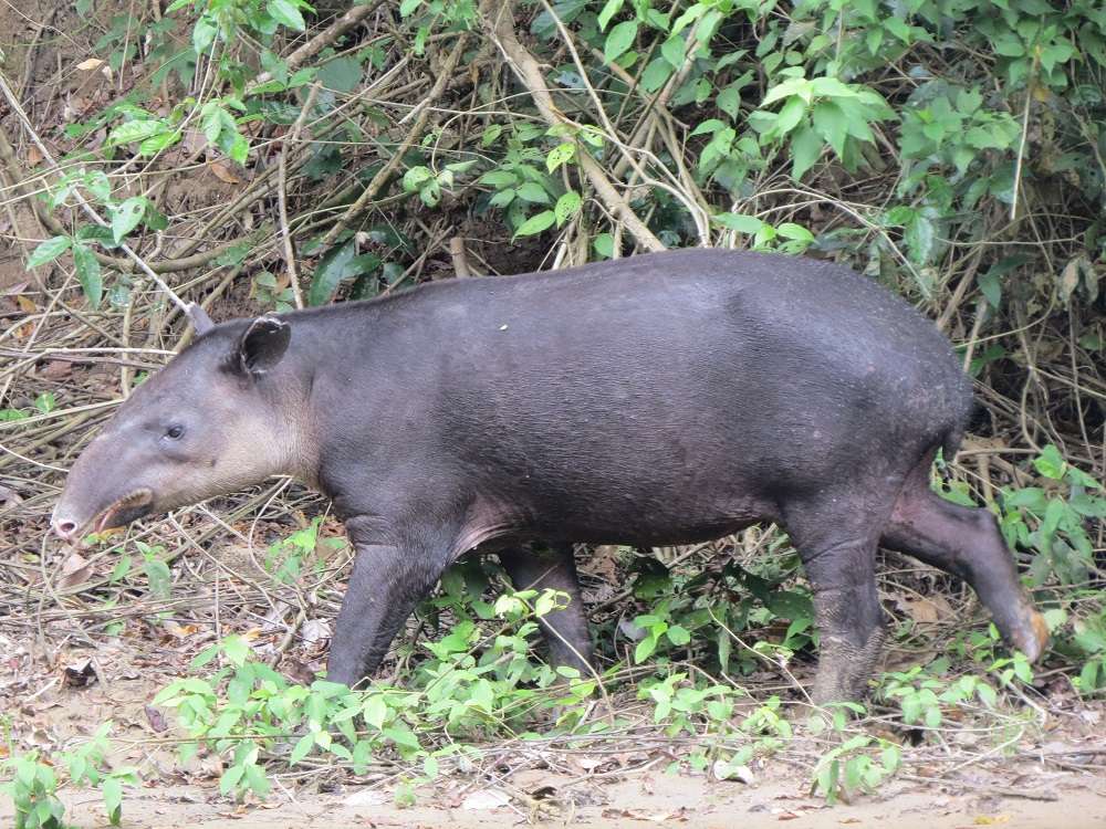 Tapir leśny puzzle online