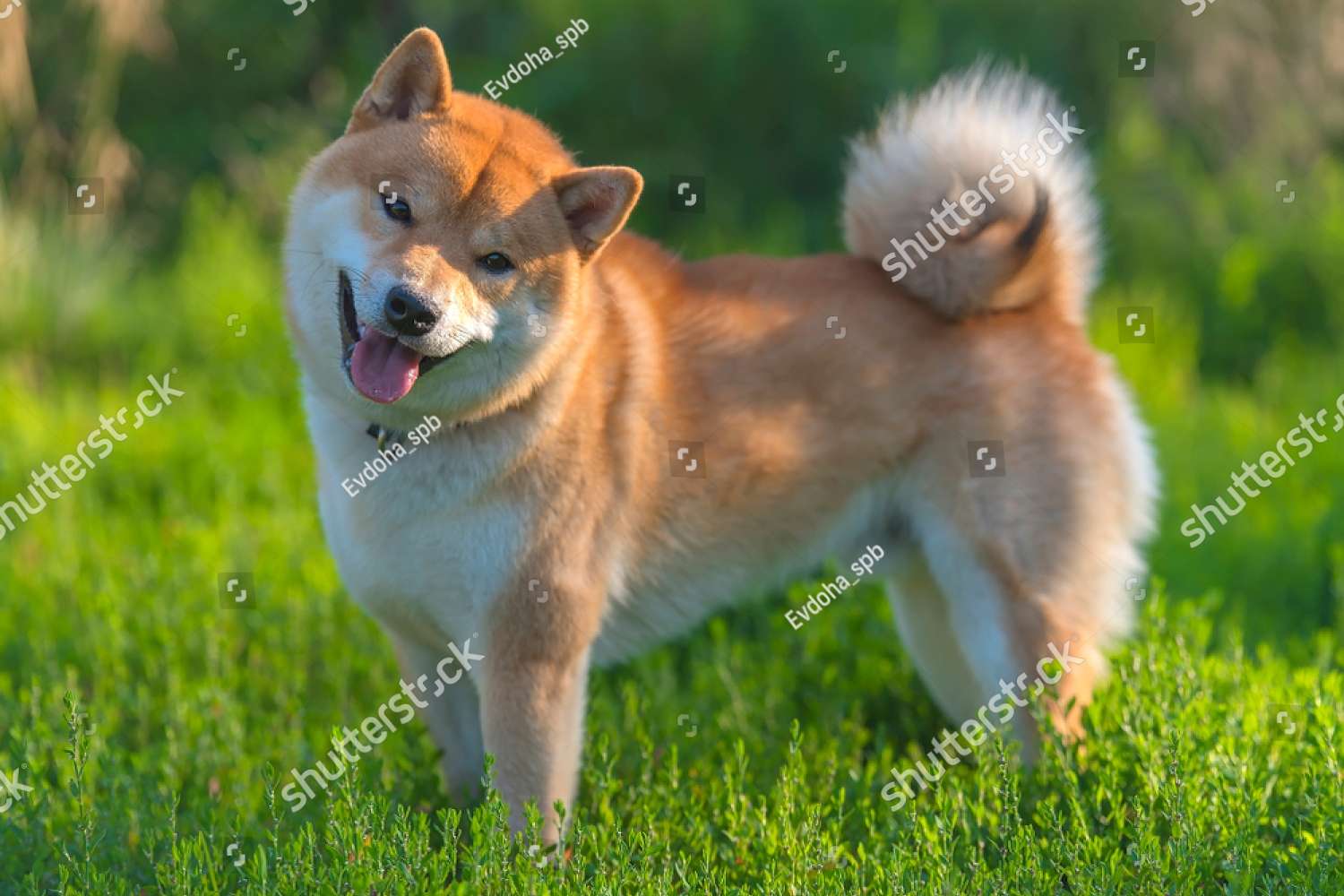 Pies Shiba Inu puzzle online