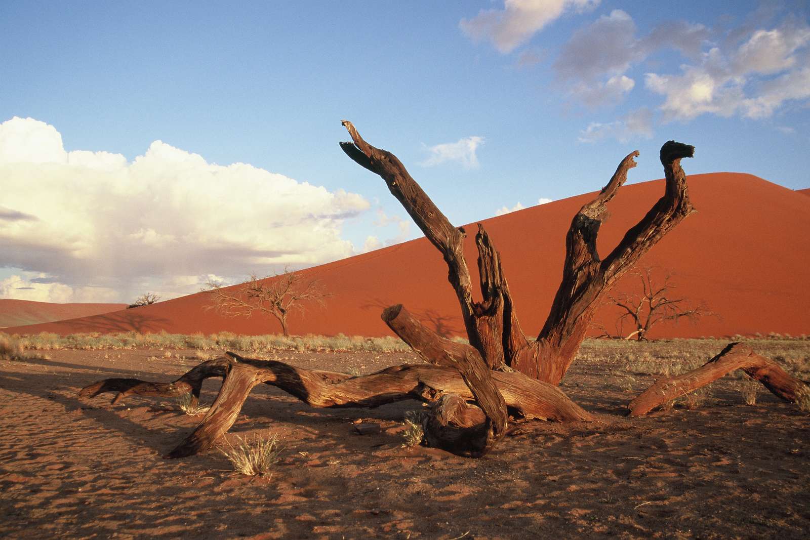 Namibia Pustynia Namib puzzle online