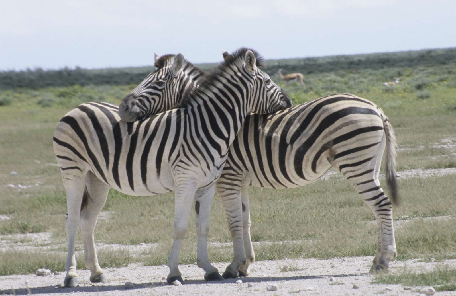 Zebra z Namibii puzzle online